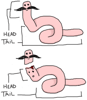 Two drawn worms, the first one normal with the text 'Head' and 'tail' as usual; the second has its head cut off, and under it a new 'head' is written.